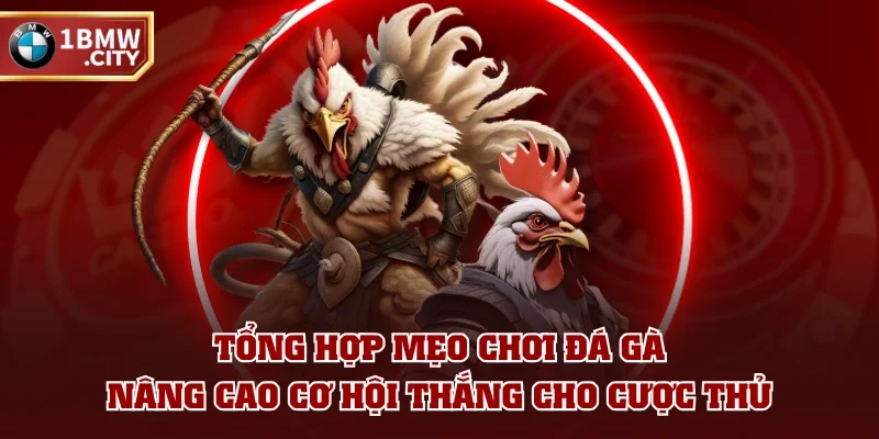 Tổng hợp mẹo chơi đá gà nâng cao cơ hội thắng cho cược thủ Tổng hợp mẹo chơi đá gà nâng cao cơ hội thắng cho cược thủ