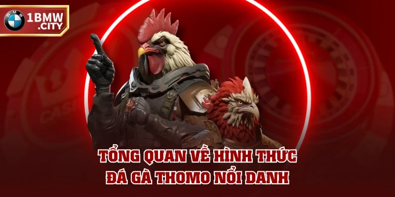 Tổng quan về hình thức đá gà Thomo nổi danh Tổng quan về hình thức đá gà Thomo nổi danh